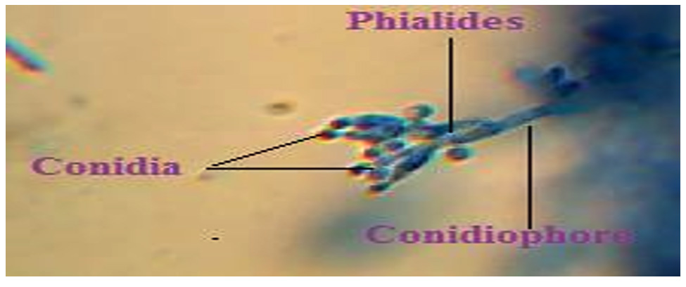 Effect of Gamma-Rays on the Growth and Penicillin Production of ...